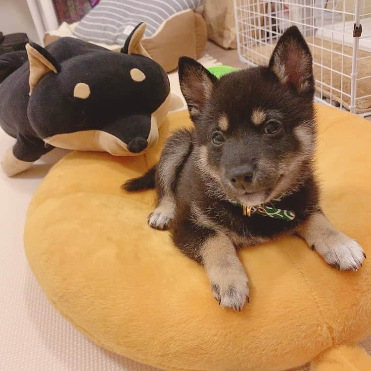 環奈（長沢菜々香の飼い犬）のインスタグラム：「柴と柴。 お気に入りのベットも柴🐕 家の柴グッツが増えてく〜 . . . .  #豆柴#柴犬#日本犬#黒柴#黒豆柴#まめしば#しばいぬ#しば#しばすたぐらむ #こいぬ #柴  #ここ柴部#柴子犬 #shibalove #mameshiba #kuroshiba #shibainu #shiba #shibadog #shibastagram #shibastyle」
