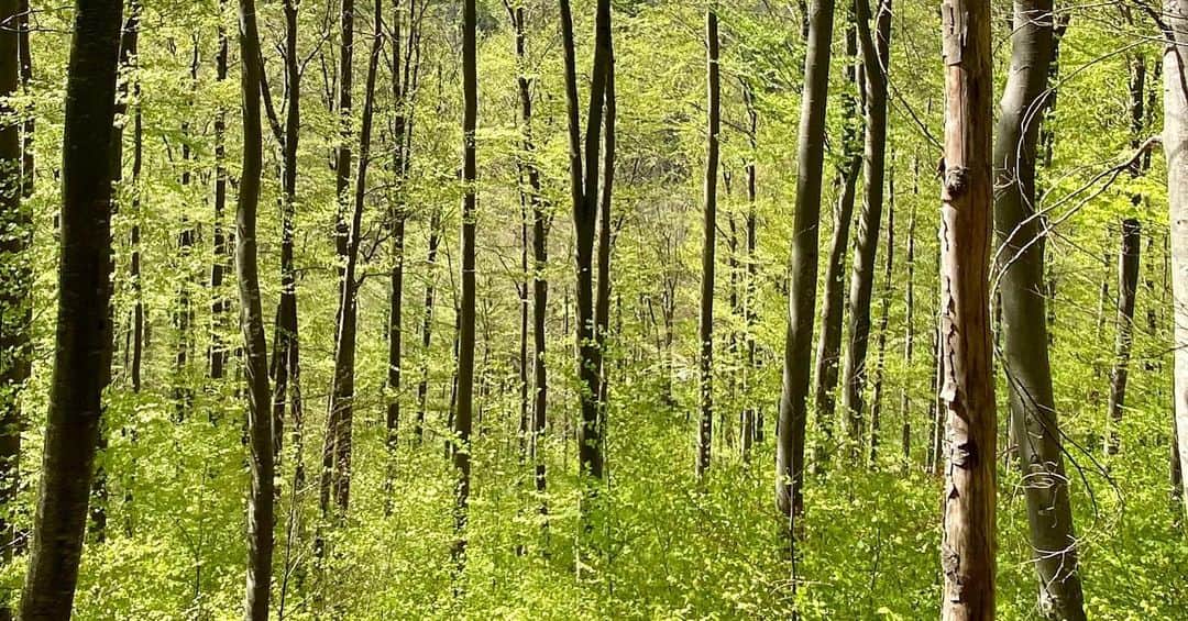 のインスタグラム：「#nature #peaceful」