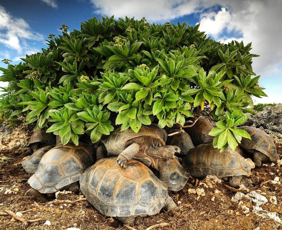 Thomas Peschakのインスタグラム：「ANIMALS BEING CRAP AT SOCIAL DISTANCING Part I // Aldabra Giant tortoises cluster together under a  small tree to escape the intense midday heat on Aldabra atoll. Shot on assignment for @natgeo #socialdistancing #animalsbeingcrapatsocialdistancing #seychelles #tortoises #aldabra @sif_seychelles.」