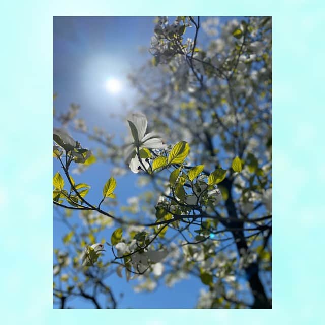 谷口あかりさんのインスタグラム写真 - (谷口あかりInstagram)「﻿ いいお天気。﻿ ﻿ ﻿ こんな日に﻿ 明るい室内で﻿ ゴロゴロする﻿ 背徳感ったら❤︎﻿ ﻿ ﻿ 来年の春は﻿ たくさんでかけよう。﻿ ﻿ ﻿ #spring﻿ #散歩﻿ #自然﻿ #beautiful﻿ #nature﻿ #photo﻿ #photography﻿ #風景﻿ #青空﻿ #空﻿ #東京﻿ #tokyo﻿ #japan﻿ #休日の過ごし方﻿ #instagood﻿ #holiday﻿ #おうち時間﻿ #まったり﻿ #休日﻿ #ゆっくり﻿ #ごろごろ﻿ #背徳感﻿ #Amazon﻿ #instagram﻿ #Instagram﻿ #insta﻿ ﻿ ﻿」4月14日 16時37分 - akari.taniguchi
