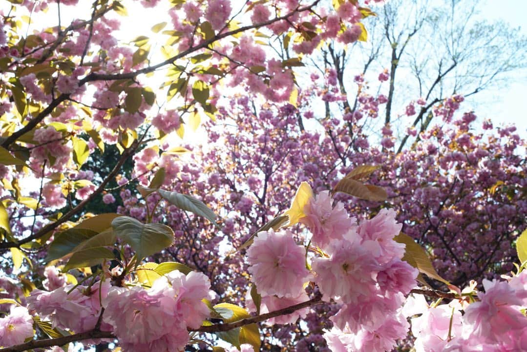 奇妙礼太郎さんのインスタグラム写真 - (奇妙礼太郎Instagram)「#today #flowers  #flektogon35mmf24  #a7iii」4月14日 16時47分 - reitaro_strange