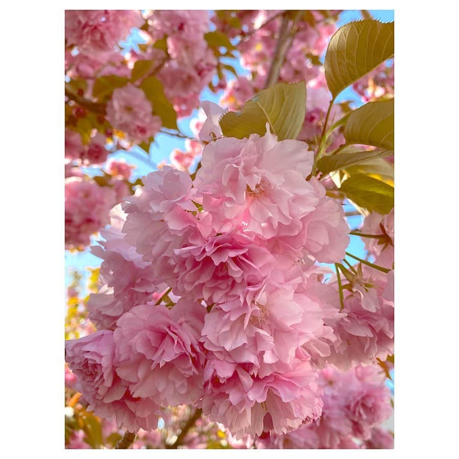 藤森香衣さんのインスタグラム写真 - (藤森香衣Instagram)「近所で、行ったことがない方向へ 今日は歩いたら、八重桜を発見🌸  あー、なんて可愛いんだろう。  私が絵がうまかったら、描きたい。  しかし…遠目から見ると、八重桜の木は 「桜餅」感が強いと思うのは、私だけ？  #八重桜 #花 #ピンク #フリル多め #かわいい #japan #tokyo #flower #flowers」4月14日 17時11分 - kaefujimori