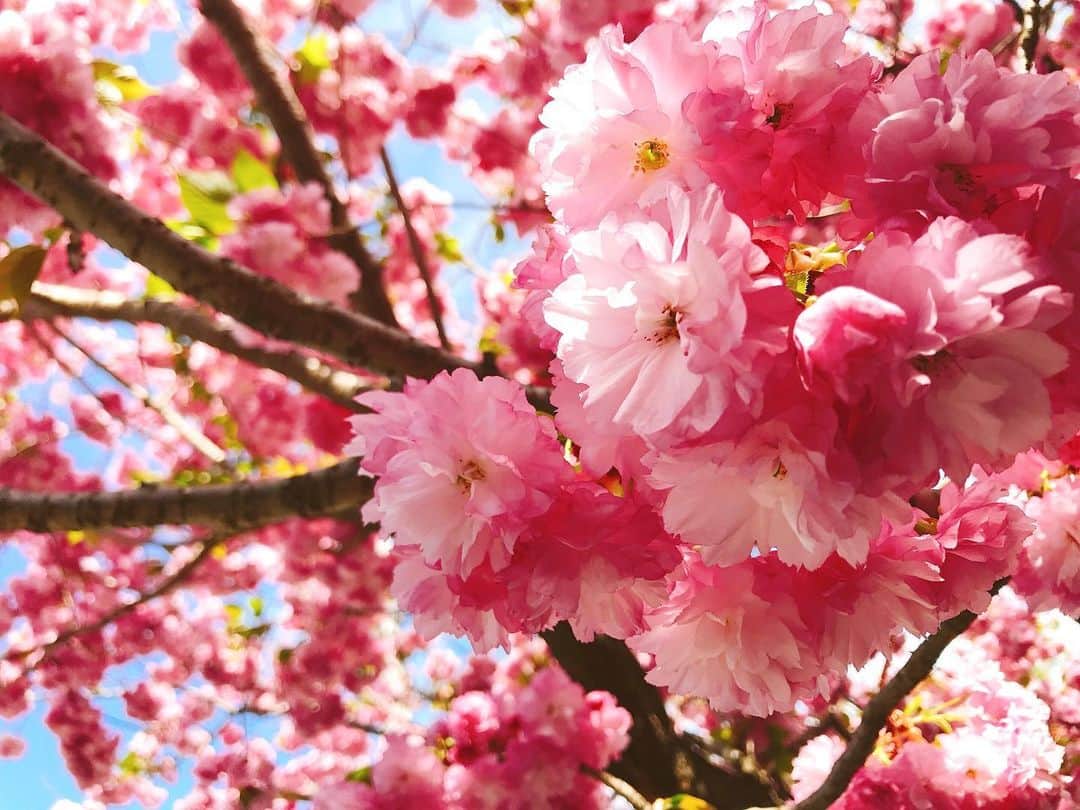 四條真悟のインスタグラム：「来年はみんなで集まって笑顔で桜見たいよね。  その為に今は除菌じゃー！  #桜 #写真 #一眼 #カメラ #じゃなくて #ケータイ #みんな元気で #手洗いうがい」