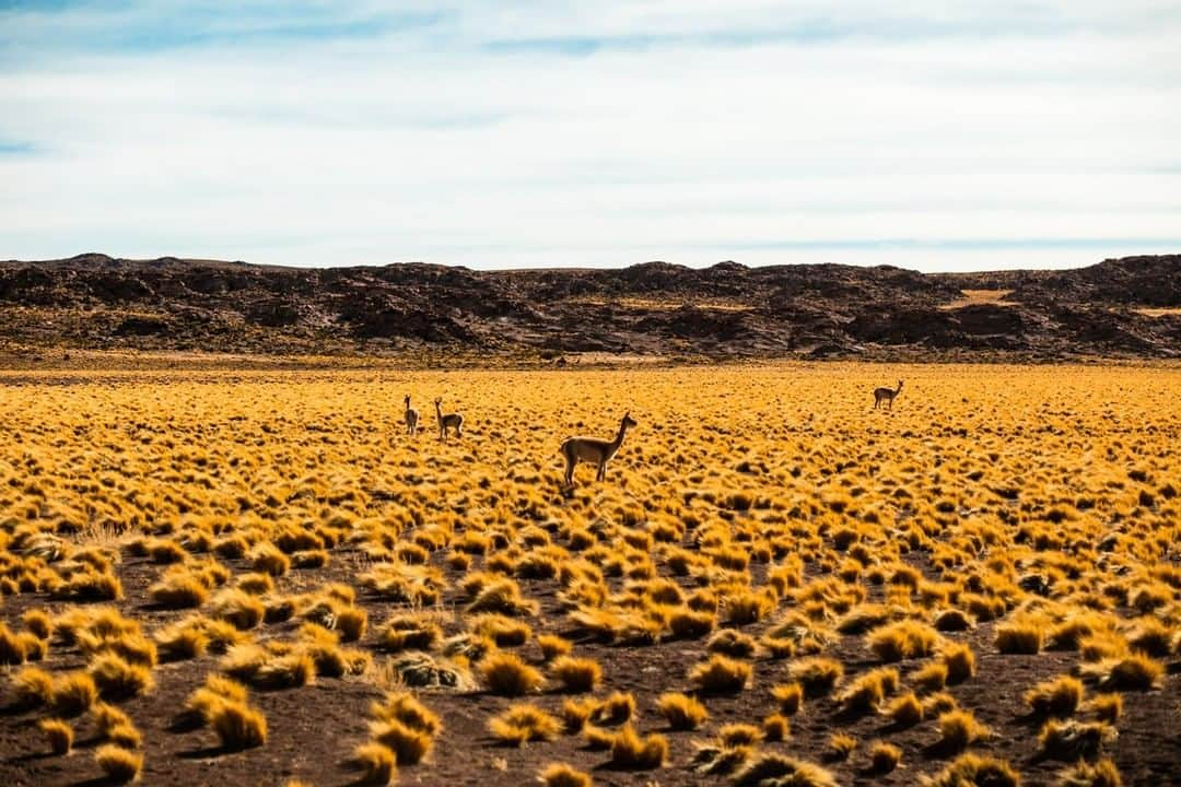 National Geographic Travelさんのインスタグラム写真 - (National Geographic TravelInstagram)「Photo by @robert_ormerod | Guanacos can often be found roaming the high plains and mountains of Chile in the Atacama Desert—the driest desert in the world—where they survive on water-bearing cactus flowers and lichen. I made this photograph after my vehicle broke down and I had to wait for a replacement on a lonely mountain road, with only a few uninterested guanacos for company.」4月14日 17時08分 - natgeotravel