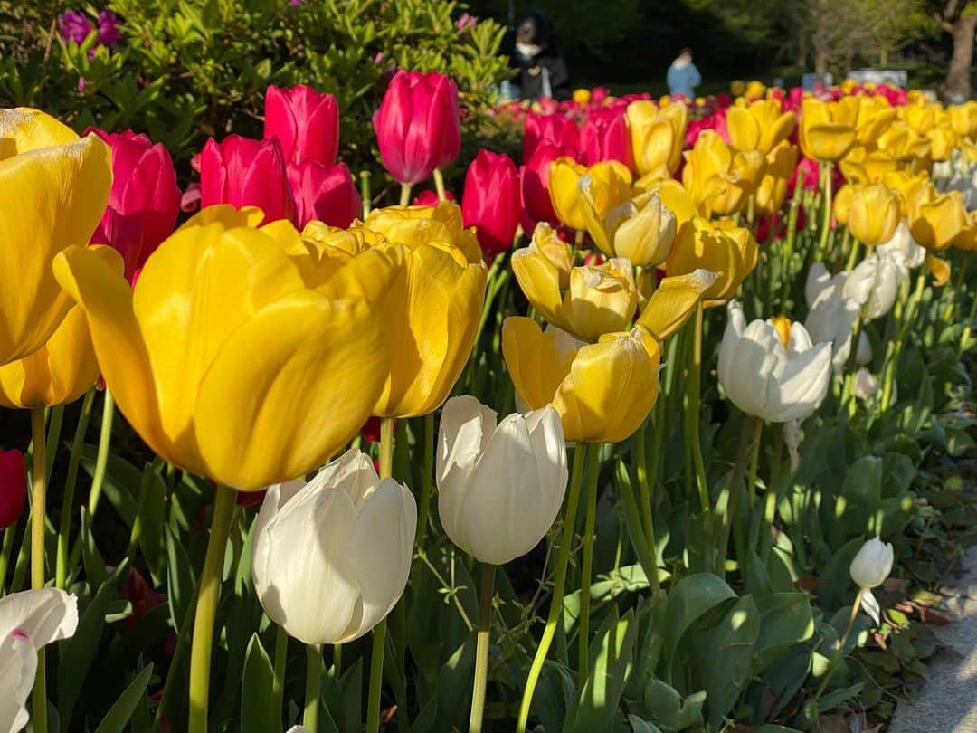 飯窪春菜のインスタグラム：「🌷🌷🌷 ・ ・ 体が鈍っているからと お散歩してきました🚶🏻‍♀️👣 ・ 綺麗なチューリップがたくさん咲いていました☺️🌷 1人でするお散歩も良いけれど、友達や家族、恋人など、誰かと一緒に見られる景色でもあるのになあと思いました。 ・ 綺麗なチューリップが咲いていた、今日は4km歩きました、そんな何気ないことを共有しちゃおっと☺️ ・ ・ ・ #チューリップ  #お散歩  #日常  #おうち時間 で #座りっぱなしもおしり痛いし #歩いても筋肉使っておしり痛い #笑  #はるなの毎日  #飯窪ってる」