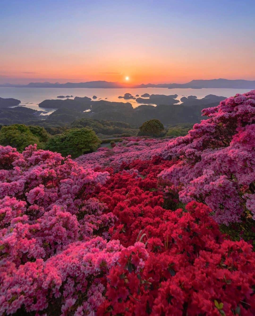 aumoさんのインスタグラム写真 - (aumoInstagram)「【#日本の絶景 ×#春の訪れ 】 . 長崎県の「#長串山公園 」にて撮影されたお写真📷. 夕陽の朱が鮮やかな花を照らす美しい光景💐 . Credit：@mai_7100 さん 素敵なお写真をありがとうございます！ . あなたが撮影した素敵な写真に 「#aumo」を付けて教えてください♡ あなたの投稿が明日紹介されるかも♪ . aumoアプリは毎日配信！おでかけや最新グルメなどaumo読者が気になる情報が満載♡ ダウンロードはプロフィールのURLから✔︎ (iPhone&Android版) . . #長崎#長崎観光#公園#旅行#絶景#夕陽#インスタ探検隊 #女子旅#絶景#旅#team_jp_ #igersjp #japan_daytime_view #wu_japan  #bestjapanpics #japan_of_insta #art_of_japan_ #ptk_japan #photo_jpn #lovers_nippon #tokyocameraclub #あなたとみたい景色#フォトジェニック」4月14日 17時18分 - aumo.jp