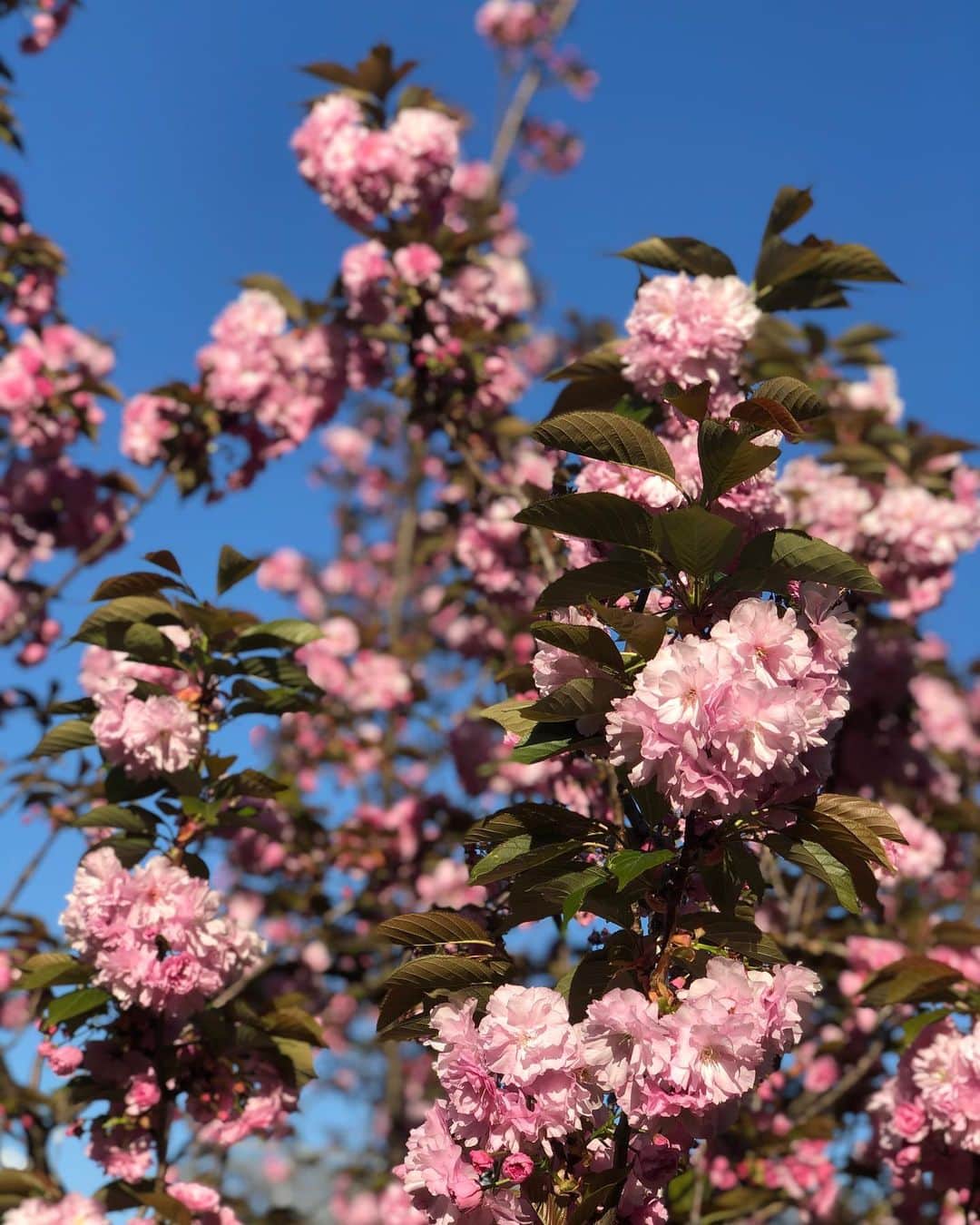 木下ココさんのインスタグラム写真 - (木下ココInstagram)「今日の青空、元気出る🌸 気持ちの良い一日をありがとう😌✨✨ ・ ・ ・ #cherryblossom  #八重桜はまだ咲いてる🌸  #桜」4月14日 17時28分 - cocot_chan