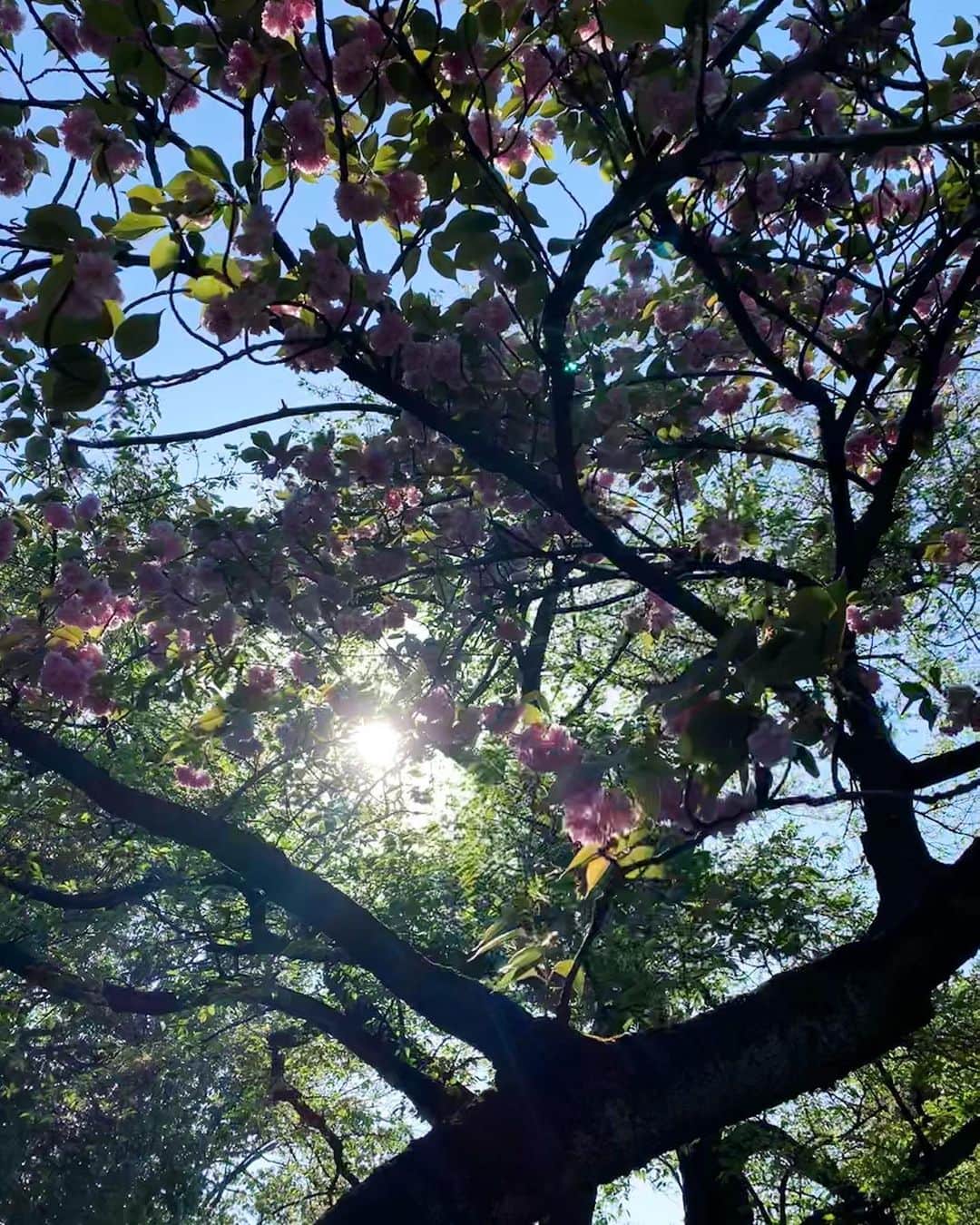 早坂香須子さんのインスタグラム写真 - (早坂香須子Instagram)「太陽が気持ちよくて 久々ご近所ウォーキング。  当たり前だけど自然ってすごいなぁ  光のエネルギーをぎゅんぎゅんに吸収して、光合成で糖をつくり、新芽を生み出し中の葉っぱたち。  人間は光合成できないけど、この営みを近くで感じたくなる。土いじりがしたくなる気持ちがわかるなぁ！」4月14日 17時46分 - kazukovalentine