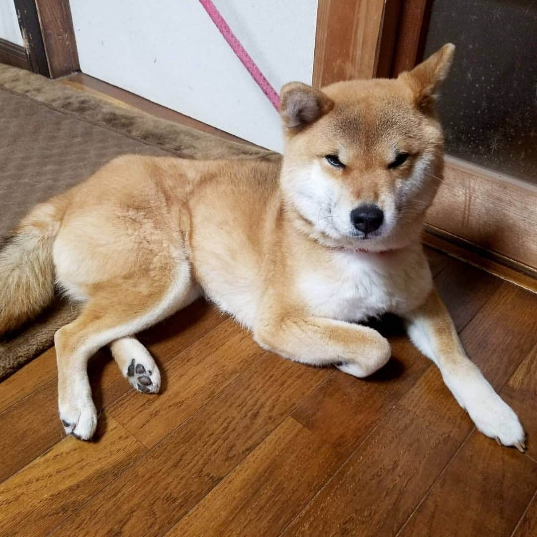 柴犬たま Shibainu Tamaのインスタグラム