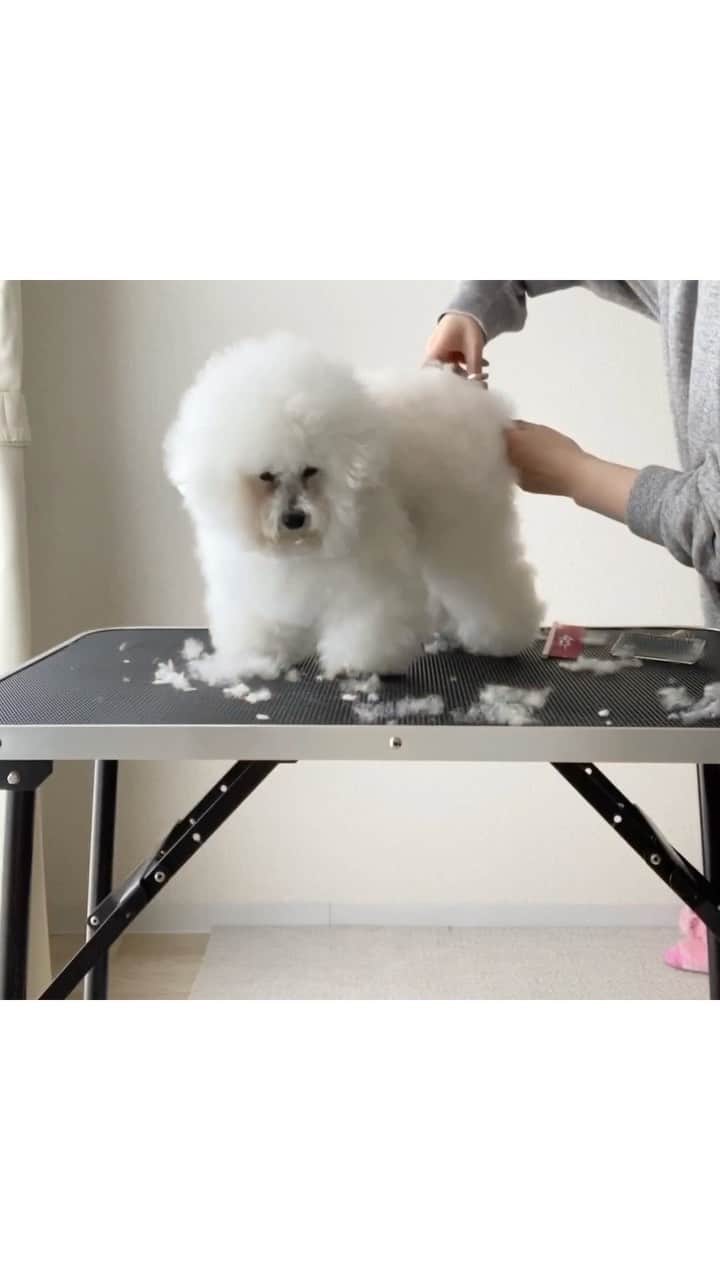 ゆうのインスタグラム：「. 初めてのロング動画。 かなりゆるいお家トリミング。 適当なカット✂️なので時間も 15分で終わります（笑） . . #お年寄りトリミング #おうち時間 #stayhome . . .」