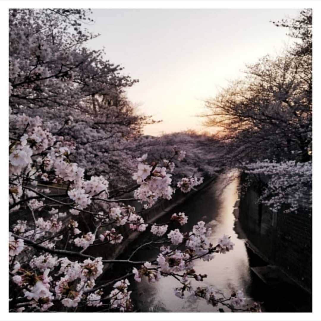 furryrate officialのインスタグラム：「. One day dusk... . . #furryrate  #furry #ファーリーレート #ファーリー #fasion #cherryblossom #桜 #2019 #spring #flowers #川 #春の風景 #tokyo」