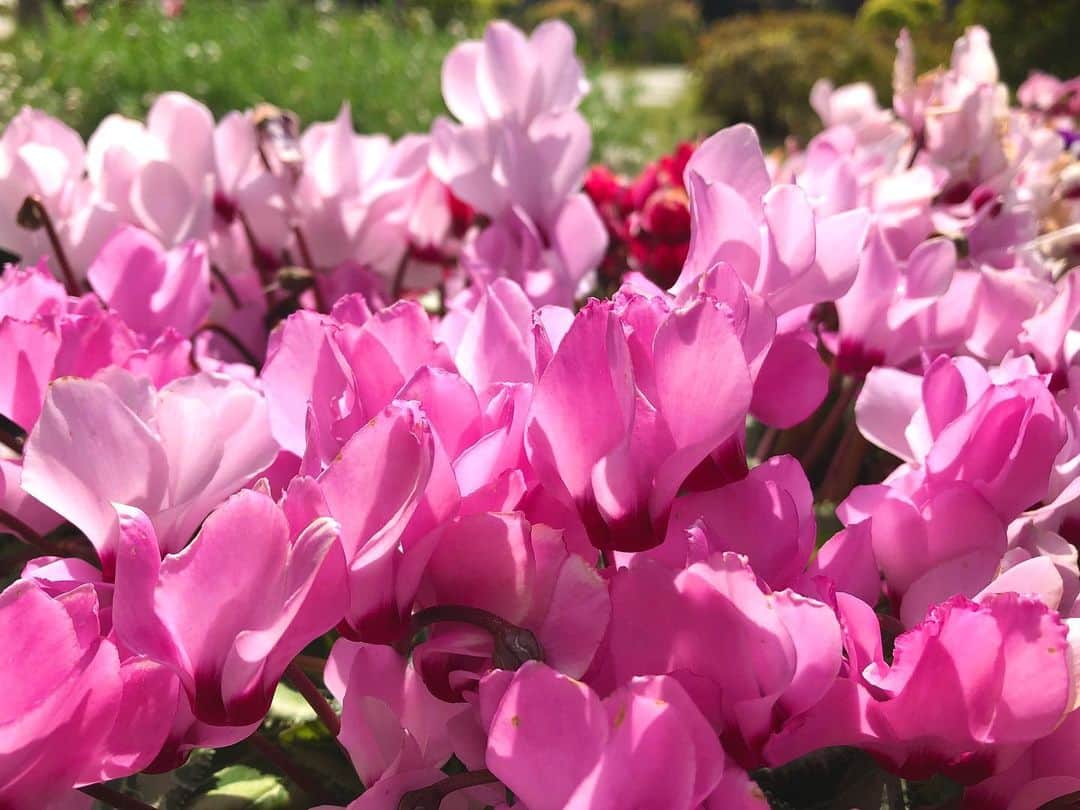 中山美香さんのインスタグラム写真 - (中山美香Instagram)「2020.4.14 . . . #花 #flower #fleur #pink #☺︎ #tbt」4月14日 18時11分 - mika5nakayama