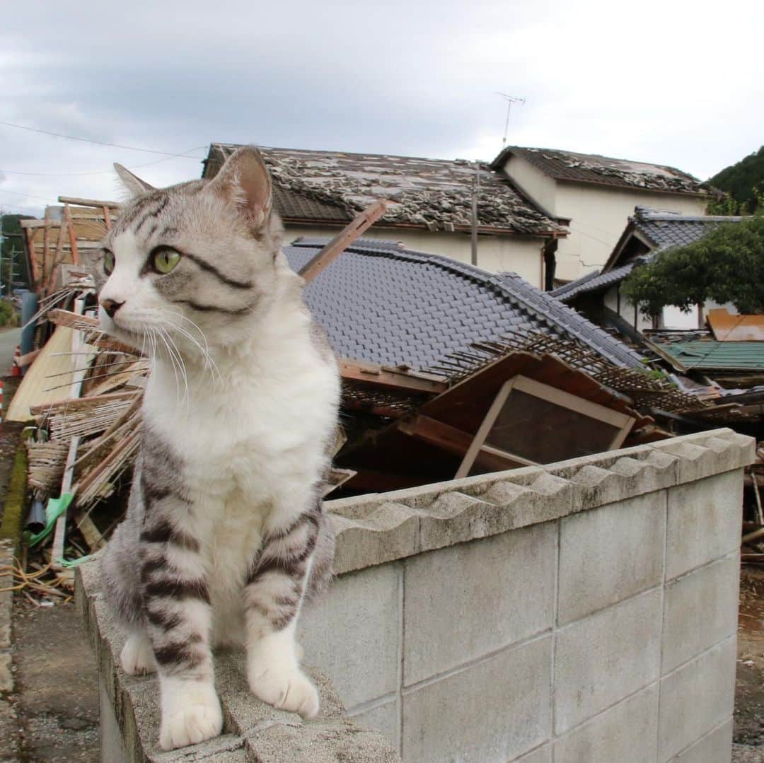 Nyankichi Noranekoさんのインスタグラム写真 - (Nyankichi NoranekoInstagram)「4年前の今日、熊本は最大震度7の激震に襲われたにゃり。 ぼくは、鹿児島から宮崎の延岡経由で15時間かけて南阿蘇に救出に向かったにゃりよ。  #南阿蘇村 #南阿蘇 #猫 #고양이 #แมว #貓 #кошка #qata #chat #ニャンスタグラム #にゃんすたぐらむ #gato #ねこ部 #旅猫 #動物 #ねこのきもち #ニャン吉 #保護猫 #イケニャン #japan #猫写真 #ねこ #mèo #kucing #ネコ #熊本 #熊本地震」4月14日 18時13分 - noraneko_nyankichi