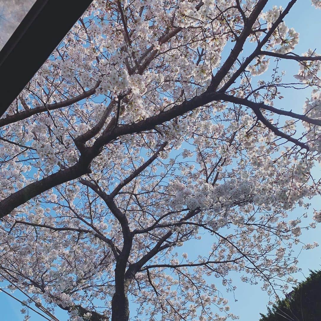 松田岳さんのインスタグラム写真 - (松田岳Instagram)「take a rest  #桜 #🌸 #実家シリーズ #悠々といきたいね」4月14日 18時35分 - matsuda.gaku
