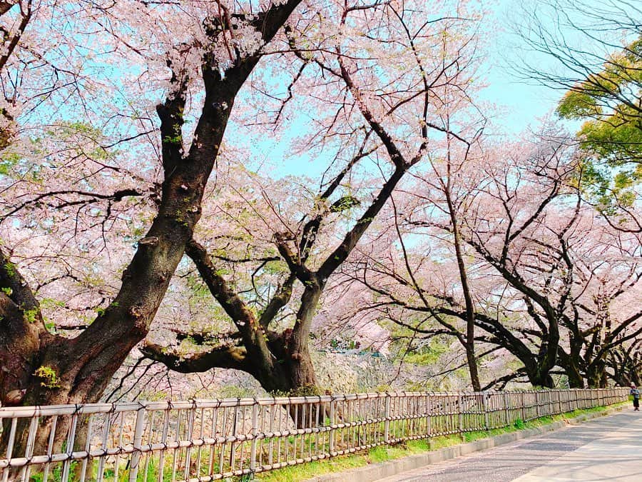 沢井里奈さんのインスタグラム写真 - (沢井里奈Instagram)「♡ . ‪先日の撮影の時に‬ ‪ほんの少しの時間でしたが、‬ ‪桜を見る事が出来ました🌸🍃‬ . ‪今年は見れないと思っていたので‬ ‪嬉しかったです🥺✨‬ ‪少し気分も晴れた気がします😌💕💕‬ . . #さわーコーデ 👗💕💕 clothes♡ #apuweiserriche . . #桜 #桜並木 #名古屋城」4月14日 18時36分 - sawairina