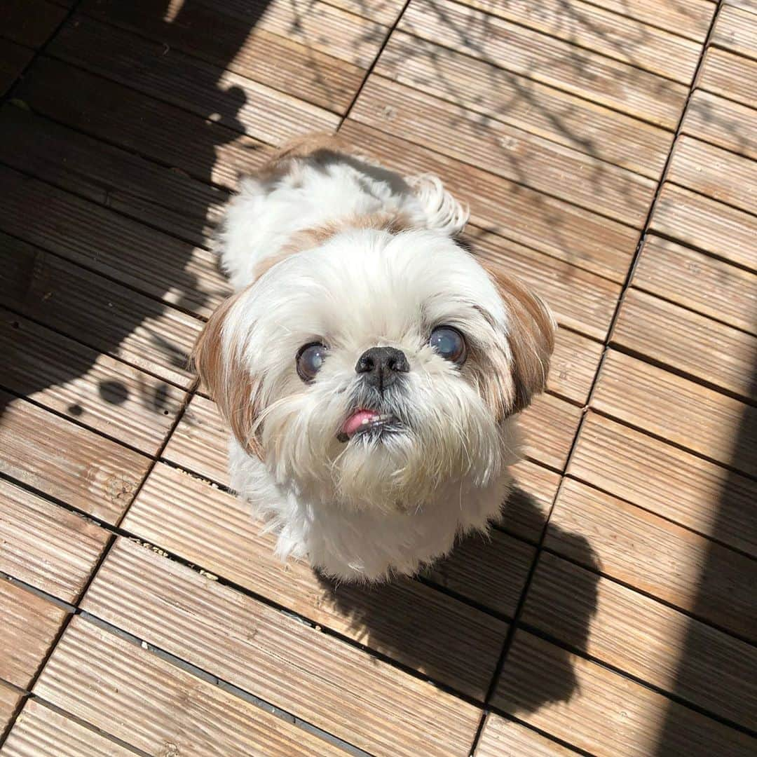 いりこのインスタグラム：「やっと晴れ☀️ ベランダ大好きいりこです。  私が開けるまで静かに掃き出し窓の前で待っててかわいい。ワンとか言ったらいいのに。」