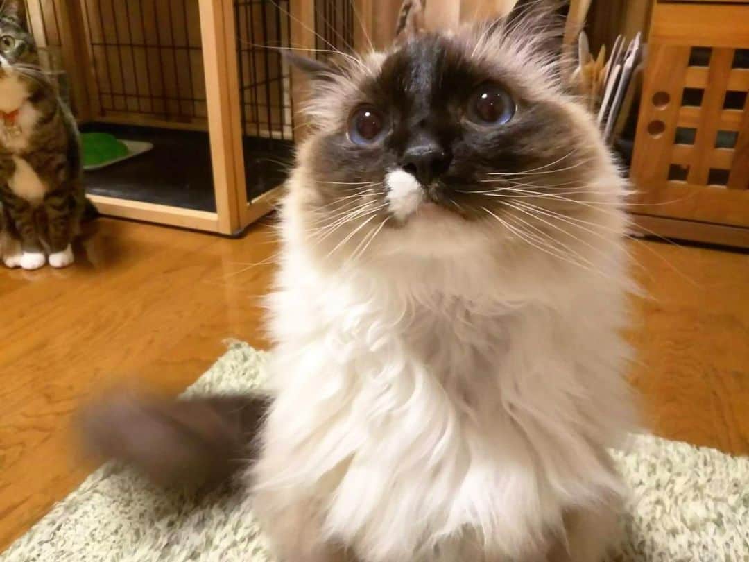 takegaeruのインスタグラム：「引き続き、しばらくは帰省できそうにないので嫁ちゃんから写真を送ってもらって凌いでます😢 てん子が見切れてるよ🤣  #cat #猫 #ragdoll #ラグドール #ホワイトポッチーズ #よもねこ #よもぎねこ #キジトラ #きじとら」