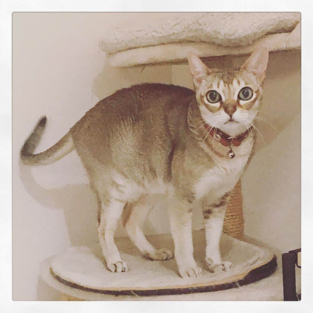 古谷恵さんのインスタグラム写真 - (古谷恵Instagram)「多分ていうか恐らく、猫は人間が常に家にいる状況に少し飽きてきてる。気がする #cat#猫#singapuracat#シンガプーラ#大豆#stayhome」4月14日 19時15分 - megumifuruya