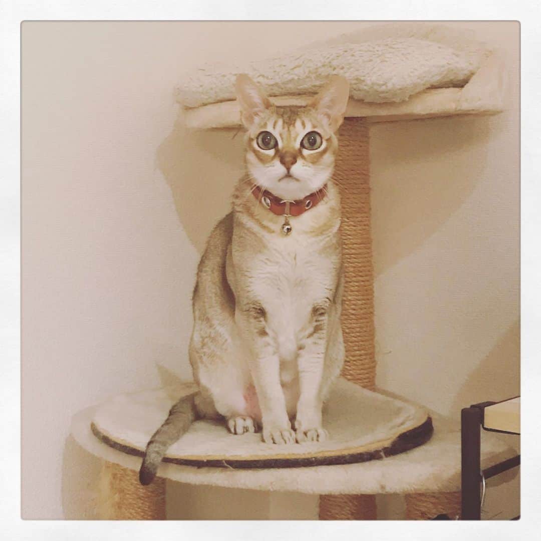 古谷恵さんのインスタグラム写真 - (古谷恵Instagram)「多分ていうか恐らく、猫は人間が常に家にいる状況に少し飽きてきてる。気がする #cat#猫#singapuracat#シンガプーラ#大豆#stayhome」4月14日 19時15分 - megumifuruya