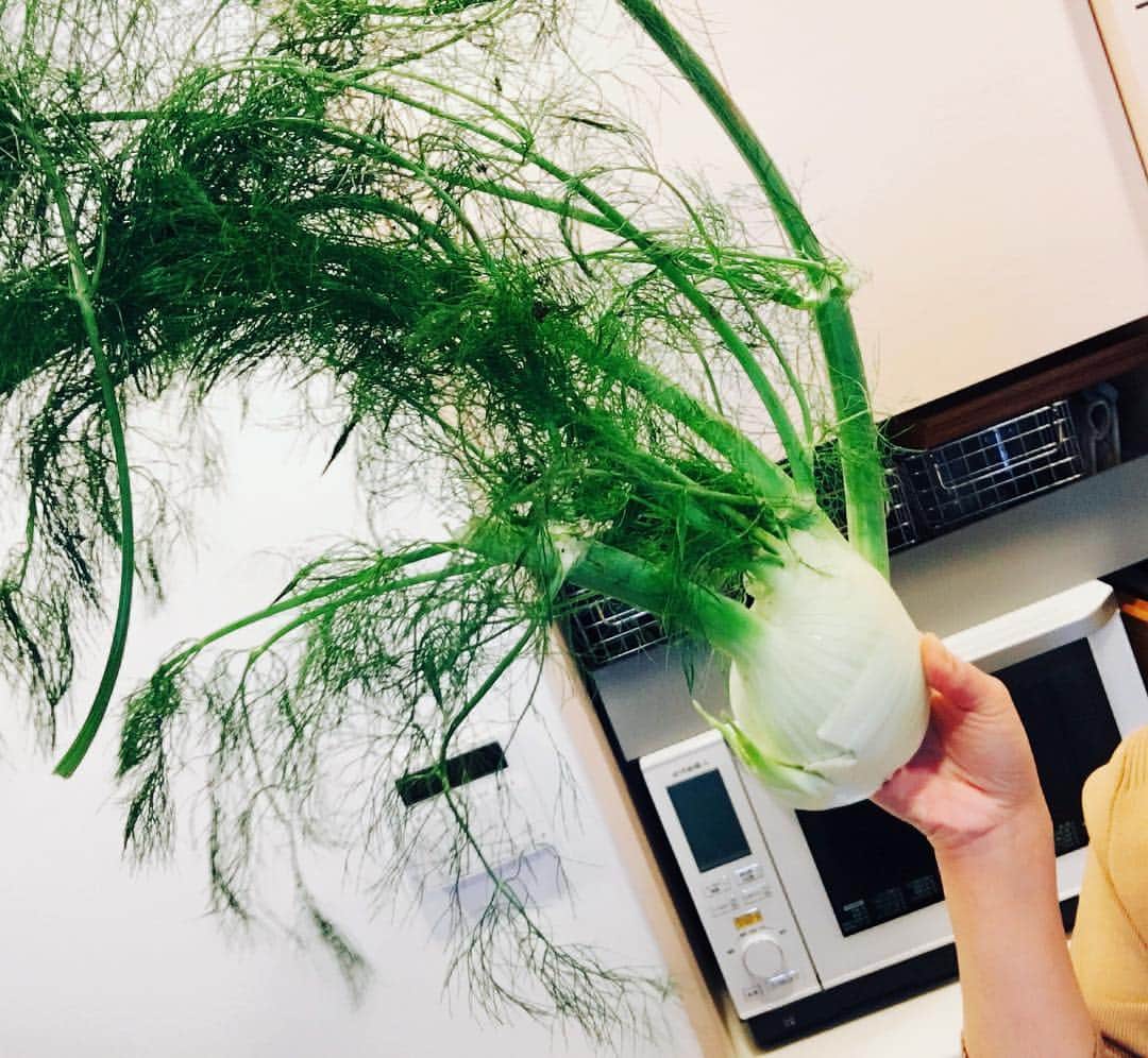 杜このみのインスタグラム：「こちらは初めて見たお野菜✨ #フェネル というお野菜だそうで、 「たまねぎ？！」「ネギ？！」と最初はかなり戸惑いましたが、とっても身体に良いお野菜だそうです♪ ピクルスを仕込みました♪楽しみです😊✨」