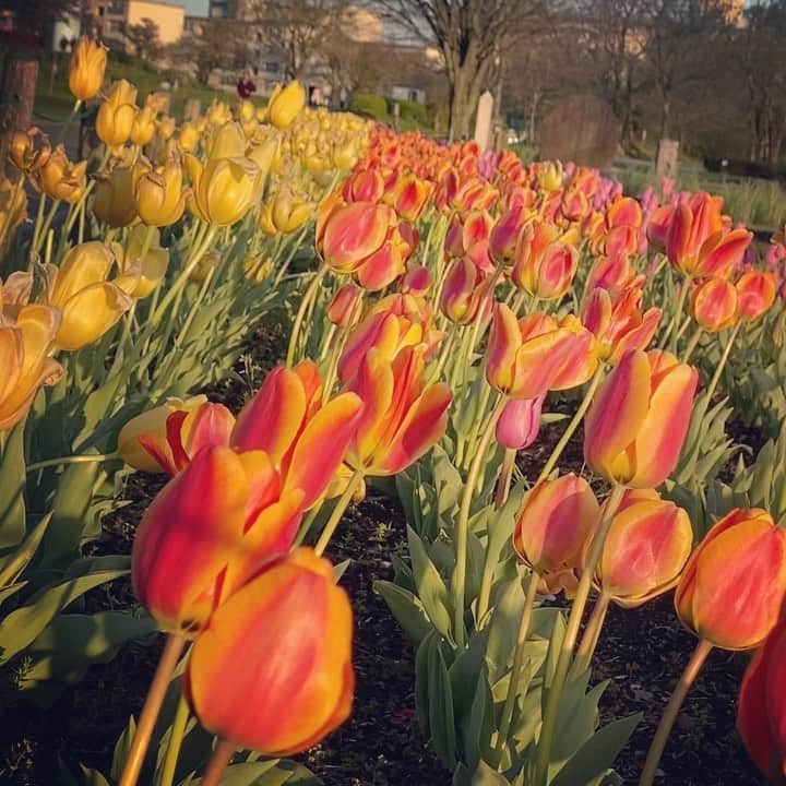 YUKKOのインスタグラム：「近所散歩🚶‍♀️ #flower #花#チューリップ」