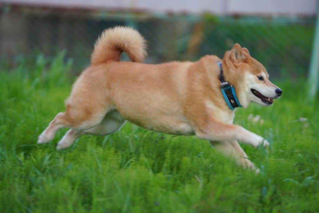 まる（まるたろう）さんのインスタグラム写真 - (まる（まるたろう）Instagram)「Hop step jump!! ✨🦉🐶✨ホップステップジャーンプ！で頑張ろうね。 #念のため言っとくけど #フクロウいないよ #どこにもいない #ミミズクもいない #柴犬です #今日のマツコの知らない世界 #見てね #ミミズク出るよ」4月14日 19時45分 - marutaro