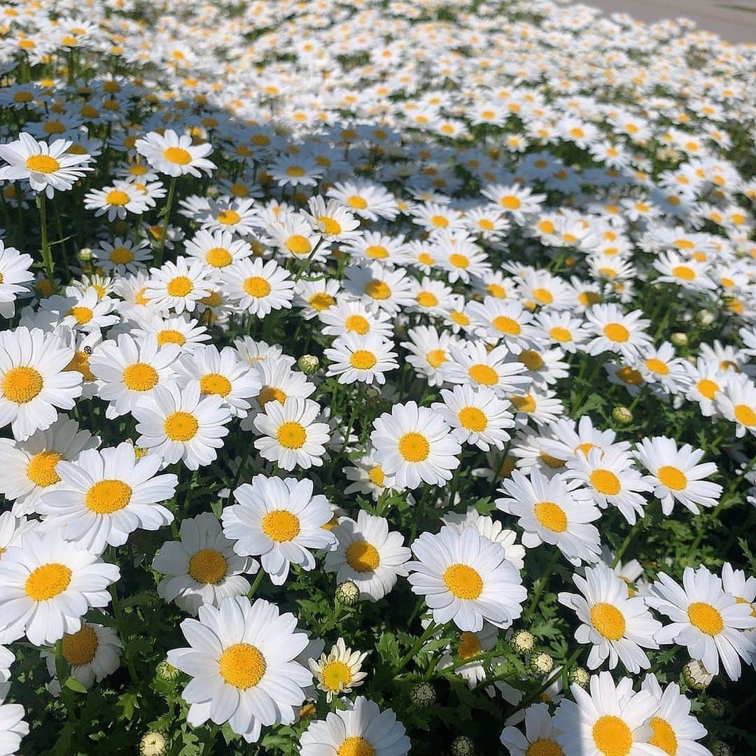 大井智保子さんのインスタグラム写真 - (大井智保子Instagram)「こんばんは☺️ 昨日までの超寒雨模様がおさまり、 今日はぽかぽかに晴れていたので スーパー行くついでに しっかりめのお散歩をしてきました☀️ (人と距離をおいてお散歩するのはokなんだって) . 道で見かけたお花🌼 きれいだー‼︎ 青い空ときれいなお花に癒されました。 東京は本日新たに161人、広島市ではクラスターが発生、心穏やかに過ごせない日々がつづきますが、 小さな幸せをみつけて 友達に会えなくてもSNSで声かけあって、褒めあって、励ましあって、慰めあって、 笑顔ですごしましょうね😊😊 . 笑う門には福来るです😄 わたしの友たちよ、いつも本当にありがとう♡ . 早く当たり前がもどってきますように♡ 当たり前に感謝‼︎ . #お花 #お散歩 #広島 #広島デイズ #広島生活 #広島days #笑顔 #smile #hiroshima #幸せ #小さな幸せ #笑う門には福来る  #happy」4月14日 20時01分 - chihokoi