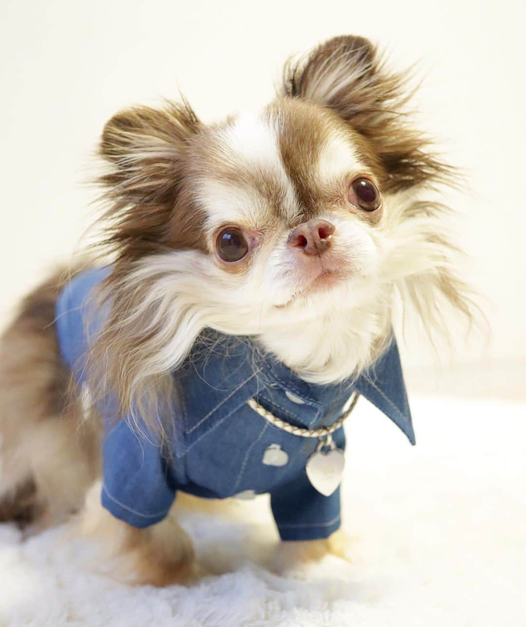 kayoのインスタグラム：「* * 春はダンガリーシャツが大活躍😆 * *  @moncheri.dog ⭐️ダンガリーシャツ Sサイズ ⭐️レザークラフトハートネックレスWhite * * これ着てはやくお出かけできる様になるといいねー☺️✨ * * Lychee💗 * * #moncheridog #chihuahua#chihuahualove#dogstgram#dog#instadog#チワワ#チワワ大好き * *」