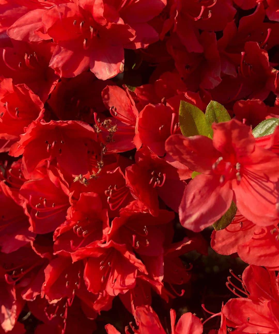 純名里沙さんのインスタグラム写真 - (純名里沙Instagram)「今日の公園は、なんて色鮮やか❣️花々が美しいレビューを魅せてくれました✨ ・ #red #赤 #ツツジ #ピンク #新緑 #yellow  #baby #green」4月14日 20時16分 - risajunna3158