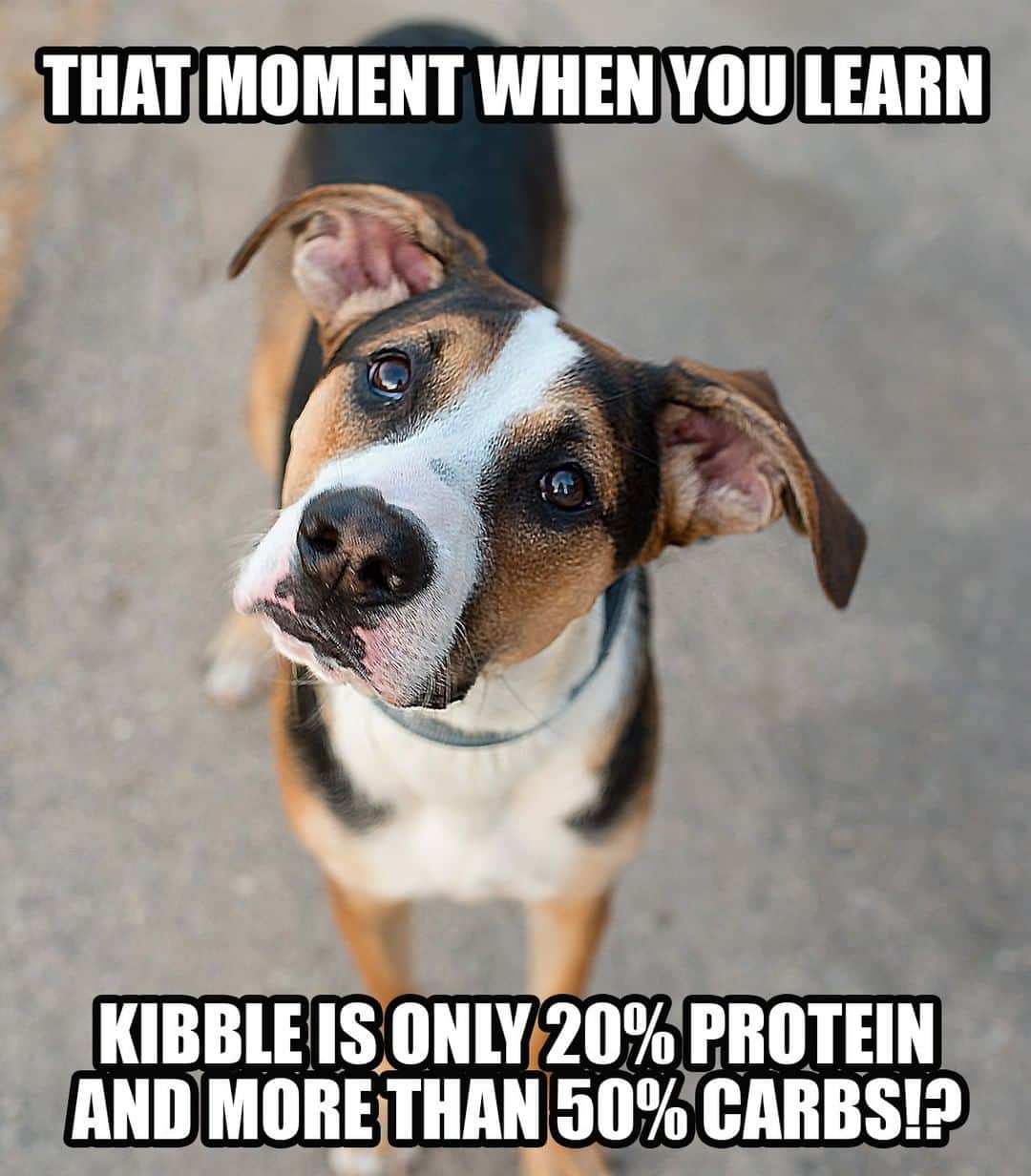 Animalsのインスタグラム：「👇 HOW TO BOOST YOUR DOG’S KIBBLE 👇  Many dog parents are surprised when they find out how little protein is in their dog’s food. A quick glance at your dog’s teeth proves that our pups we made to eat primarily meat, not grains.  In fact, if it weren’t for the animal fat they spray on kibble, most dogs wouldn’t eat it at all.  But let’s be honest too. Kibble is very convenient and affordable compared to canned or 100% fresh food diets.  Fortunately, you don't have to completely abandon kibble in order to begin feeding your dog a more bilogically appropriate diet.  In recent years, freeze dried meat toppers have EXPLODED in popularity. You simply sprinkle a bit over your dog's existing food.  Our team recently tried the new 'Happy, Healthy' brand which comes in chicken or beef, and is packed probiotics, blueberries, carrots and kale too. To say our dogs went CRAZY for it is an understatement!!! Click the profile link in @iheartdogscom to learn more!」