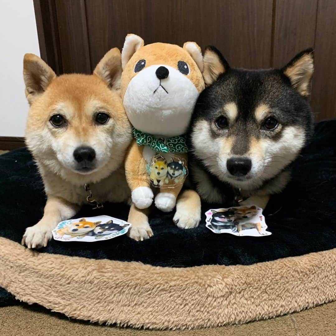 豆柴なつ&ふゆのインスタグラム