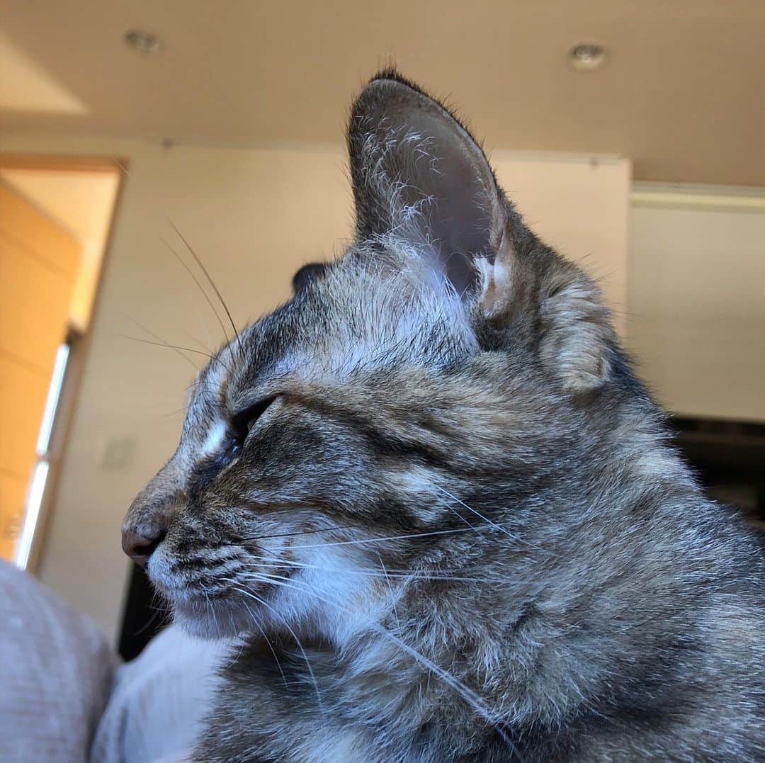 南早苗さんのインスタグラム写真 - (南早苗Instagram)「耳の後ろあたりの毛のクセが好きです❤️ってか、私のお腹の上に乗られますと、、息苦しいですよ、ユウ様💕 #猫　#cat #猫生活　#おうち時間　#stayhome」4月14日 21時12分 - minamisanae