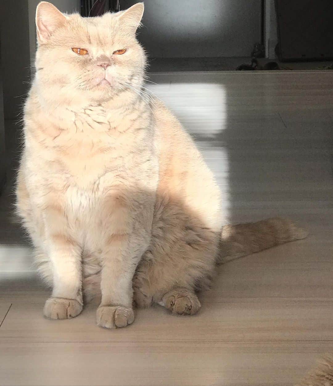 濱中鮎子のインスタグラム：「すぐ日向ぼっこする🐈  #cat #ネコ #小心者の親分 #チャイ坊 #チャイ #chai #britishshorthair #ブリティッシュショートヘア #クラッシュフェイス #ぶチャイく #愛の交歓」