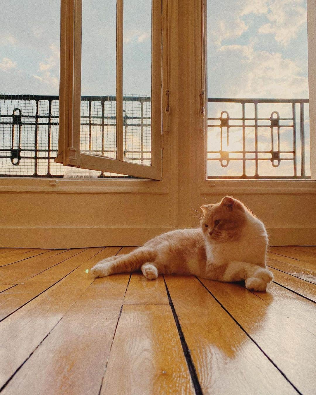 Lyloutteのインスタグラム：「~ Le pacha 🐱🧡 Je crois qu'il se plaît bien dans son nouvel appartement.... { #scottishfold #stayhome」