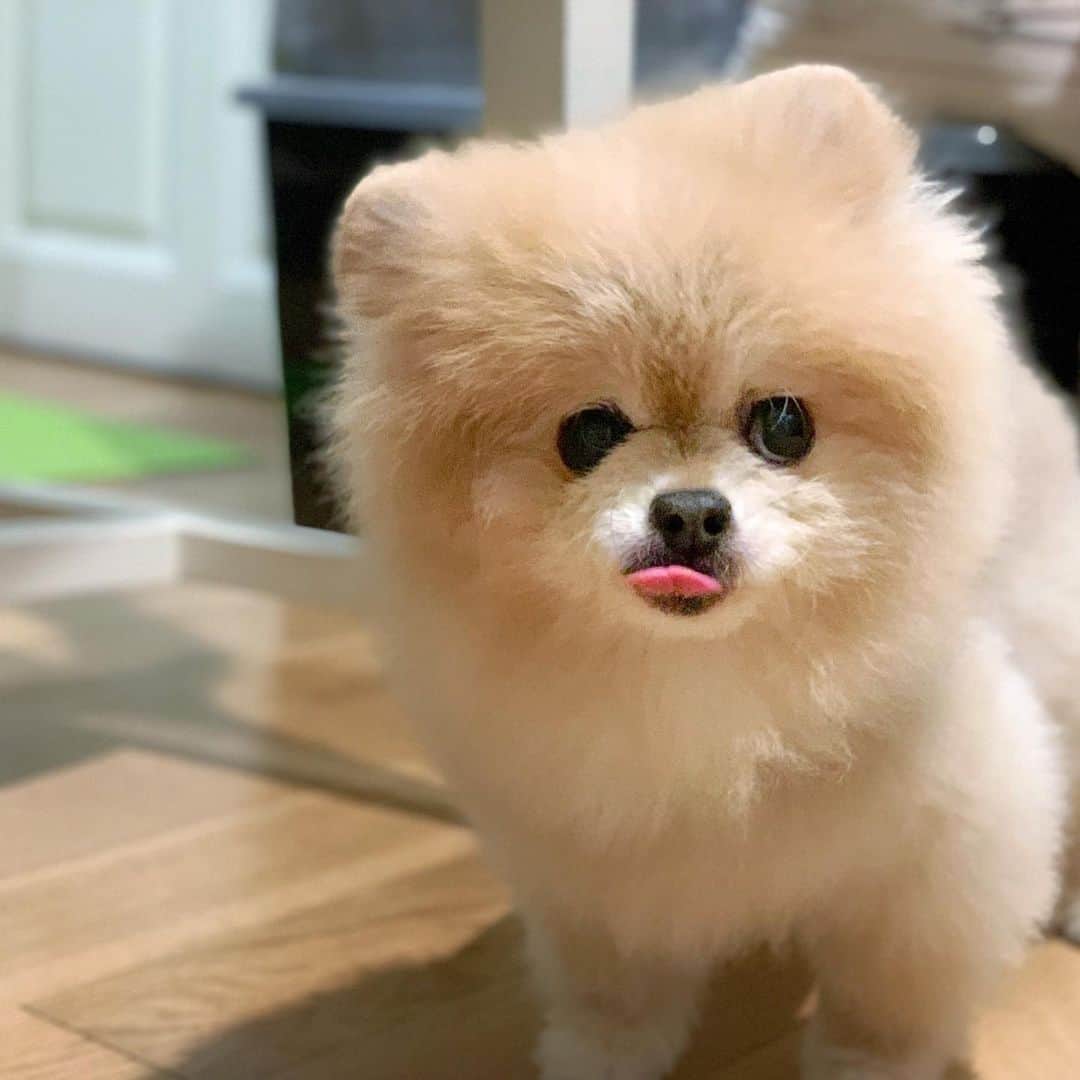 Ella Chuffyのインスタグラム：「To do list today: check out the fridge ✔️ napping ✔️ eating snack✔️ ....what’re you guys doing?? 🧡📃#boredinthehouse . . . . . . . . . #ellachuffy #pet #petstagram #pomeranianpage #dog_features #pomeraniansofinstagram #dogsofinstaworld #stayhome #cutedogs #pomeranian_lovers #pomeranianlife #pomeranianworld #teddybeardog #pomeranian #dogsofinstaworld #aplacetolovedogs #dogoftheday #justpomeranians #fluffypack #dogoftheday #anmlsposts #thedailypompom #picoftheday #iflmdog #犬 #狗 #everydaydoglover  #pomeranianww #justpomeranians @justpomeranian @tinnypaws」