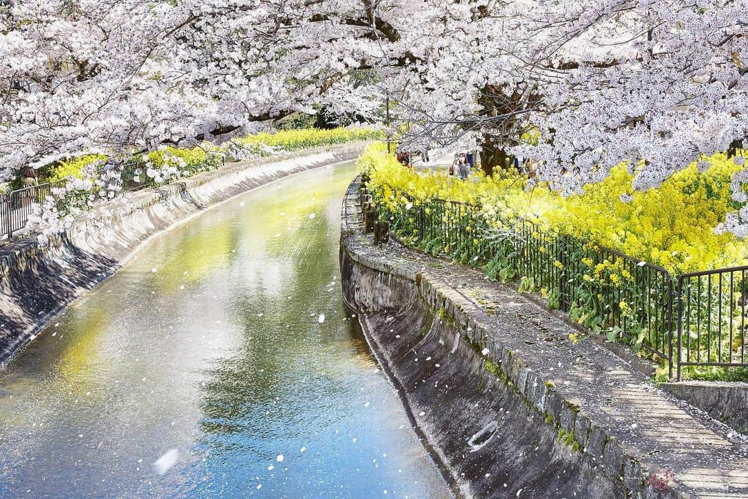 Najiiのインスタグラム：「Bloom - - - #instagramjapan #canonglobal #teamcanon #tokyocameraclub #東京カメラ部 #mycanon #canonasia #spring #photo_shorttrip #lovers_nippon #pics_jp #visitjapanjp #unknownjapan #bloom #sakura #桜 #サクラ#eos #my_eos_photo  #kyoto #京 #京都 #japan #菜の花」