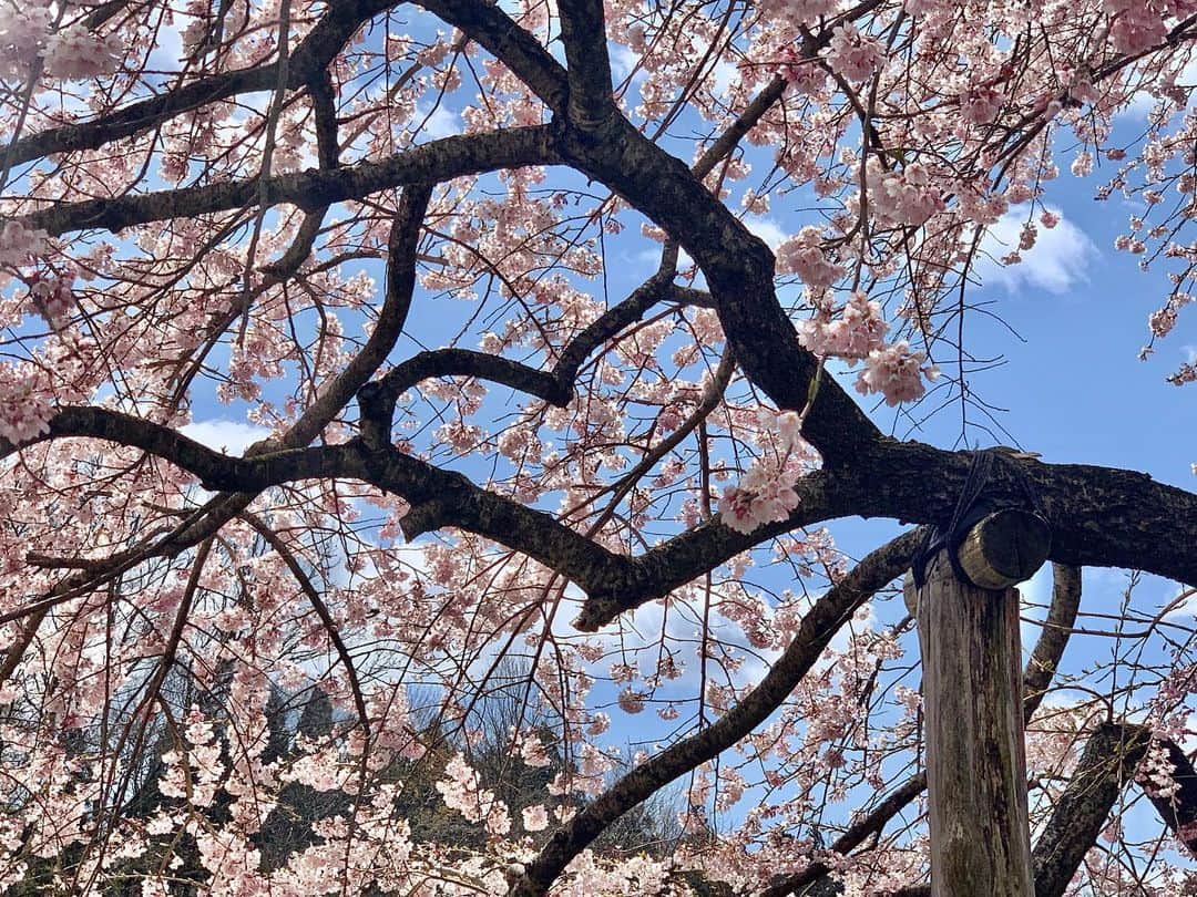 山崎聡子さんのインスタグラム写真 - (山崎聡子Instagram)「中島の地蔵桜を取材しました🌸﻿ ﻿ 実はこの桜、あるものが隠れているとSNSなどで話題になっているそうなんです🥰﻿ なにが隠れているか、分かりますか〜？﻿ ﻿ そして今日の取材は、この春KFBに仲間入りした新人アナウンサーと一緒でした🔰﻿ 放送はされませんが、練習でリポートにも挑戦🎤﻿ わたしも新人の頃、飯田さんに桜の取材に連れて行ってもらったなぁと懐かしくなりました☺️﻿ ﻿ 美しい桜の様子は、あすの#ふくしまjチャン で📺﻿ ﻿ #二本松市﻿ #中島の地蔵桜﻿ #桜﻿ #ベニシダレザクラ﻿ #桜探訪﻿ #フォトスポット﻿ #新人アナウンサー #研修 #初鳴き前なので後ろ姿で…🙈 #kfb #福島放送﻿ #山崎聡子」4月14日 22時42分 - 310puu