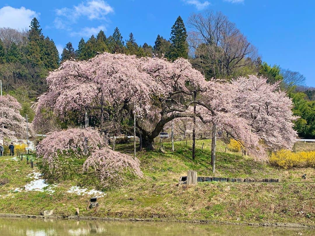山崎聡子さんのインスタグラム写真 - (山崎聡子Instagram)「中島の地蔵桜を取材しました🌸﻿ ﻿ 実はこの桜、あるものが隠れているとSNSなどで話題になっているそうなんです🥰﻿ なにが隠れているか、分かりますか〜？﻿ ﻿ そして今日の取材は、この春KFBに仲間入りした新人アナウンサーと一緒でした🔰﻿ 放送はされませんが、練習でリポートにも挑戦🎤﻿ わたしも新人の頃、飯田さんに桜の取材に連れて行ってもらったなぁと懐かしくなりました☺️﻿ ﻿ 美しい桜の様子は、あすの#ふくしまjチャン で📺﻿ ﻿ #二本松市﻿ #中島の地蔵桜﻿ #桜﻿ #ベニシダレザクラ﻿ #桜探訪﻿ #フォトスポット﻿ #新人アナウンサー #研修 #初鳴き前なので後ろ姿で…🙈 #kfb #福島放送﻿ #山崎聡子」4月14日 22時42分 - 310puu