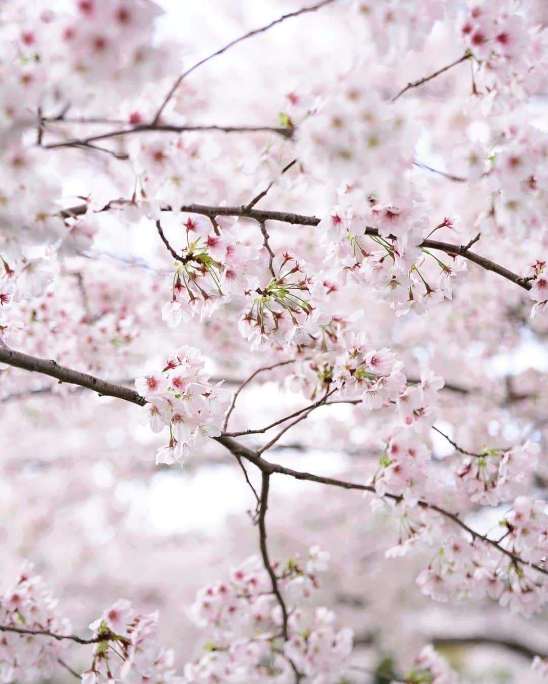 Koichiさんのインスタグラム写真 - (KoichiInstagram)「| Familiar spring landscape . . #BeautifulJapan #Hellofrom #Nara #そこらへん #ご近所散歩 .」4月14日 22時40分 - koichi1717