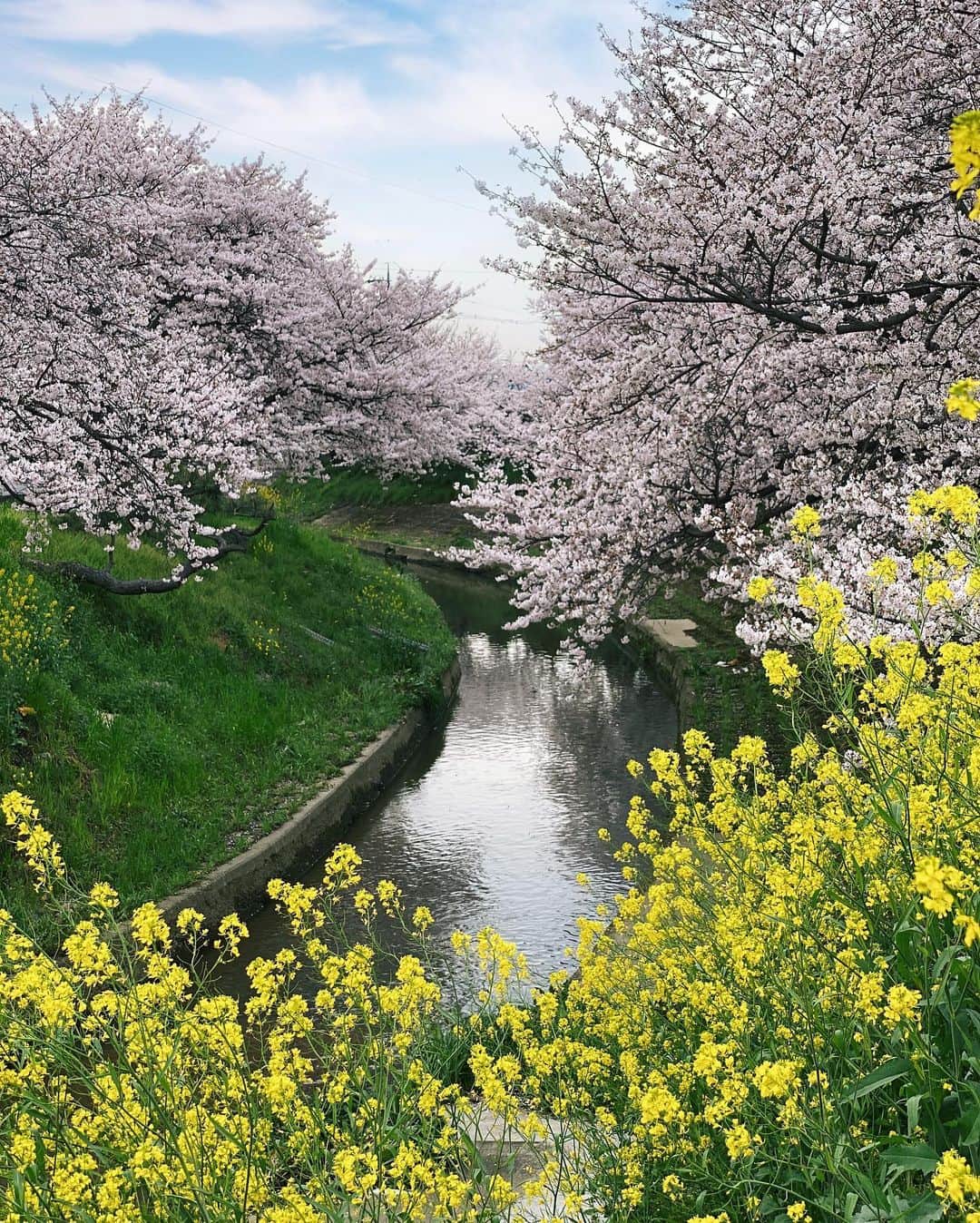 Koichiさんのインスタグラム写真 - (KoichiInstagram)「| Familiar spring landscape . . #BeautifulJapan #Hellofrom #Nara #そこらへん #ご近所散歩 .」4月14日 22時40分 - koichi1717