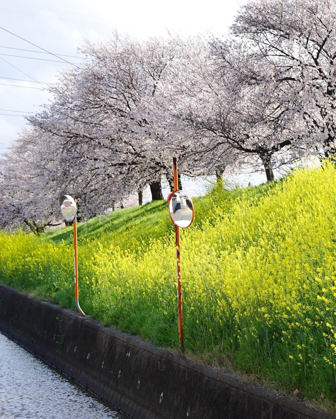 Koichiのインスタグラム：「| Familiar spring landscape . . #BeautifulJapan #Hellofrom #Nara #そこらへん #ご近所散歩 .」