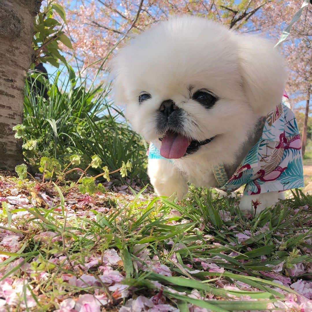こなつのインスタグラム：「いつものお散歩道🐶🌱🌸🦄🦋🌼💚」