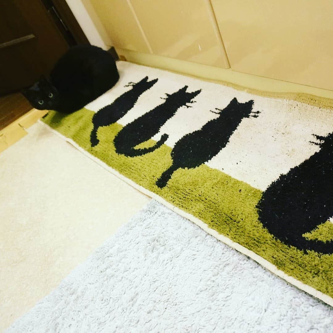 真木今日子さんのインスタグラム写真 - (真木今日子Instagram)「#かくれんぼ系女子 #猫 #黒猫 #cat #クロたん」4月14日 23時54分 - maki_kyouko