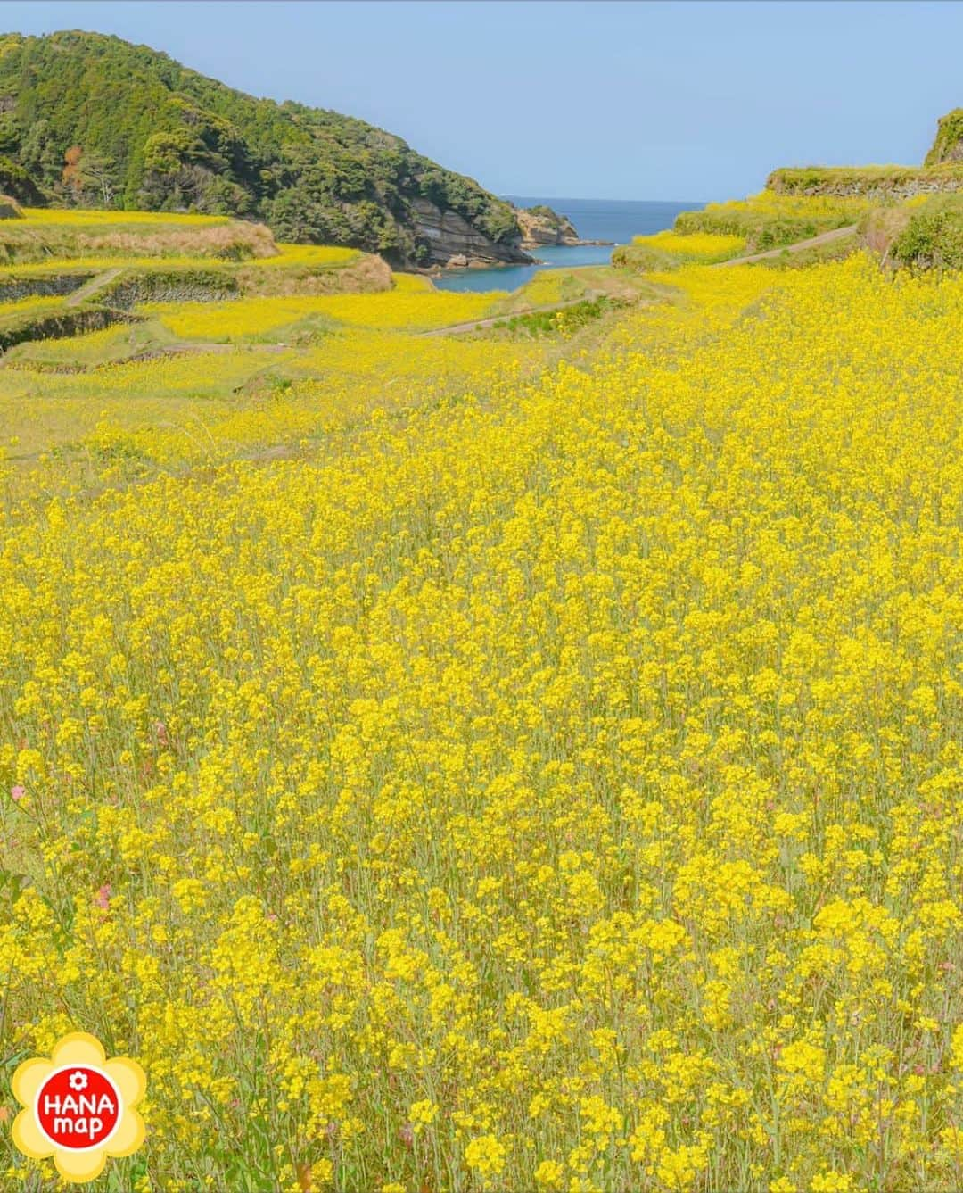 はなまっぷ❁日本の花風景のインスタグラム