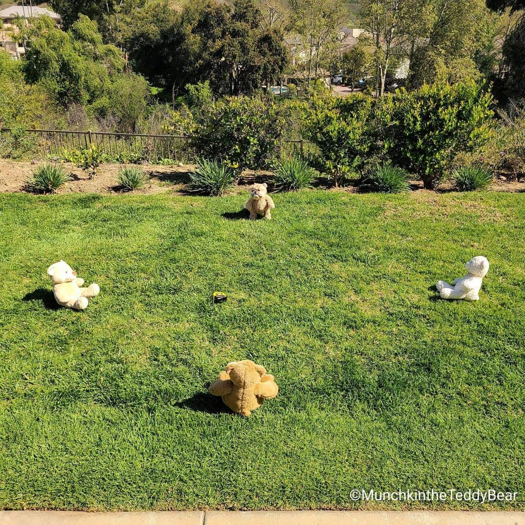 Original Teddy Bear Dogさんのインスタグラム写真 - (Original Teddy Bear DogInstagram)「Visiting with the neighbors 🏡🐻🐻🐻🐶🐻❤️ #SocialDistancing #FlattenTheCurve #SaferAtHome #AloneTogether #Coronavirus」3月22日 7時56分 - munchkintheteddybear