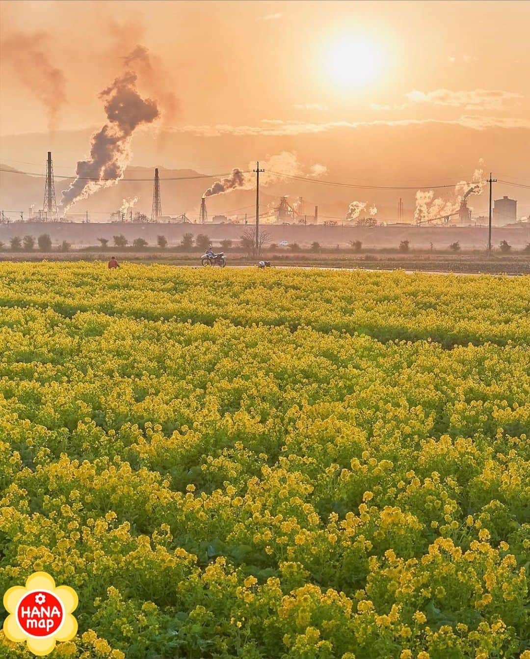 はなまっぷ❁日本の花風景のグルメインスタ