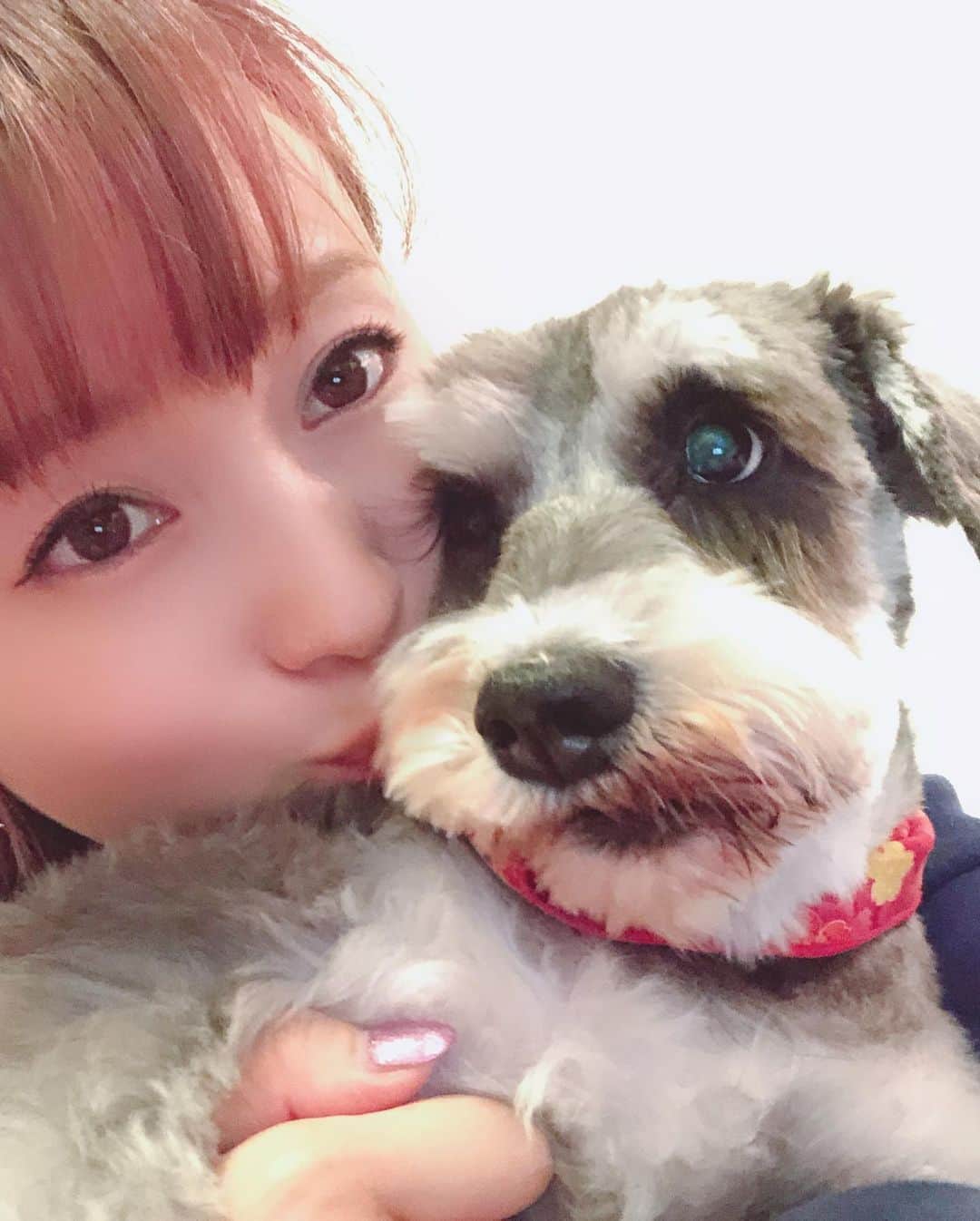 たかはしゆいさんのインスタグラム写真 - (たかはしゆいInstagram)「・ もじゃもじゃからのつるつる🐶 ・ すっきりさっぱりしてシュナらしくなりました😍❤️ ・ そして、毛が短くなってひとまわり小さくなった(笑) ・ #愛犬 #愛犬との暮らし #ミニチュアシュナウザー #シュナウザー #きぃ #保護犬 #トリミング #シュナウザーカット #たかはしゆい」3月22日 0時05分 - t.yuirin