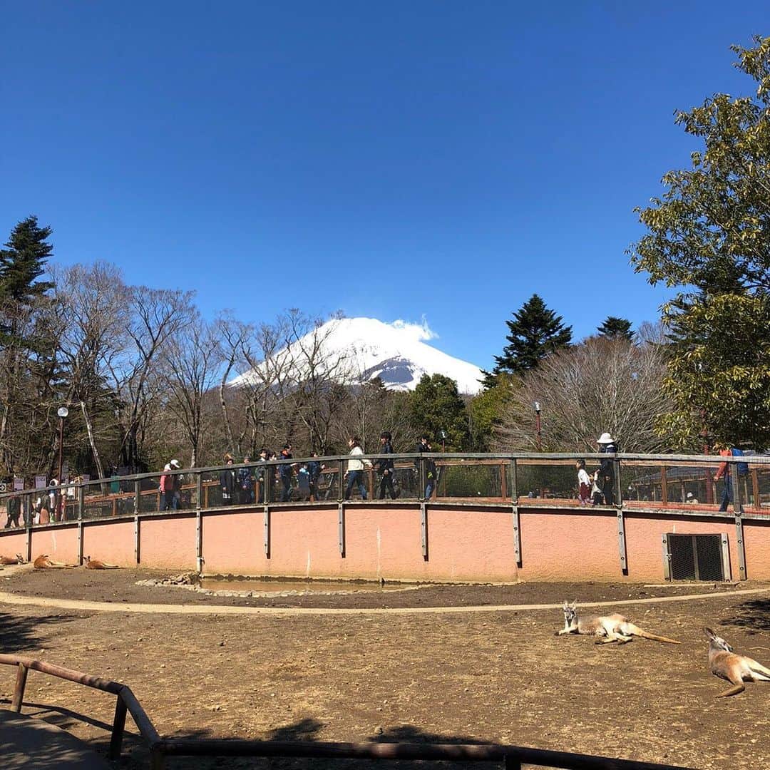 橋本紀代子さんのインスタグラム写真 - (橋本紀代子Instagram)「fuji safari park 🦁🐴🐻🐆」3月22日 0時09分 - kiyokohashimoto