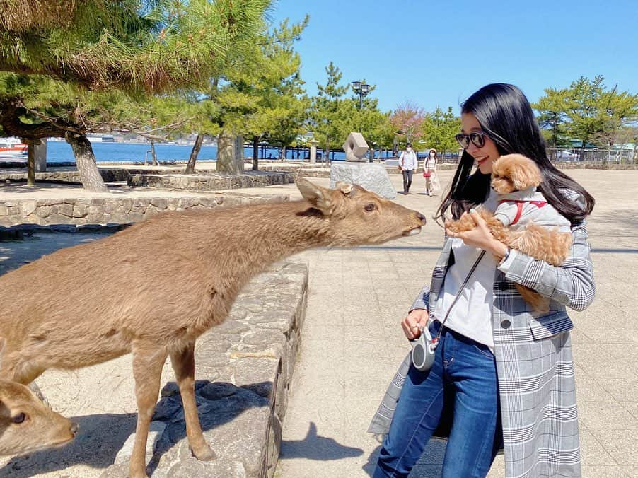 Karunaさんのインスタグラム写真 - (KarunaInstagram)「🌞⛴⛩🦌🍵 #広島 #宮島 #大聖院 #厳島神社 #広島観光」3月22日 0時13分 - karuna0520