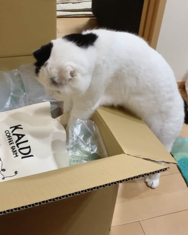 マロニーのインスタグラム：「マロニー＜　カルディーの猫の日バッグだ‼️😻　よいしょっと‼️ちぇっ、入れなかったじぇ🙀 （マロさん、足ピーン🤷🏻‍♀️笑　足の長さ足りなかったね🤷🏻‍♀️❤️） #マシュマロマロニー　#猫　#cat #scottishfold  #ねこ　#ネコ　#スコティッシュフォールド　#マロニー　#カルディー　#kaldi #猫の日バッグ」